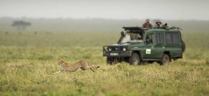 Un guepardo en Tanzania.