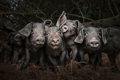 'Acaparando la atención'. Una camada de lechones 'Large Black' criados en libertad. El Large Black es el único cerdo completamente negro de Gran Bretaña, una raza poco común cuyo ejemplar adulto llega a pesar 350 kilos.