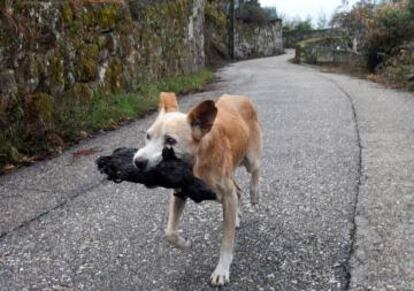 Una perra lleva en la boca el cadáver carbonizado de un cachorro en Chandebrito (Nigrán).
