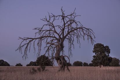 07/11/2017. Parque Nacional de las Tablas de Daimiel, Ciudad Real (España).