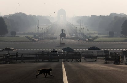 Un mono cruza una carretera cercana al palacio presidencial de la India en Nueva Delhi, durante un toque de queda para limitar la propagación de la Covid-19 en el país, el 22 de marzo.