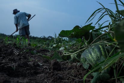 Sem-terra cultiva sua roça na área do acampamento Planalto Serra Dourada, outra das ocupações feitas em terras adquiridas pela Vale.