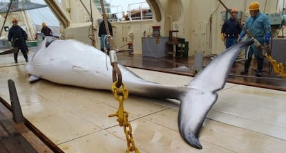 Una ballena muerta en uno de los barcos de investigación japoneses en el Océano Antártico.