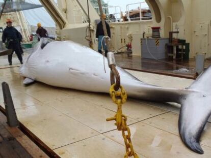 Una ballena muerta en uno de los barcos de investigación japoneses en el Océano Antártico.