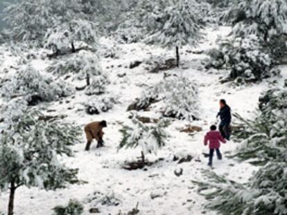 Arriba, gente jugando con la nieve en un monte de Barx; abajo, un campo de naranjos nevado en la misma localidad.