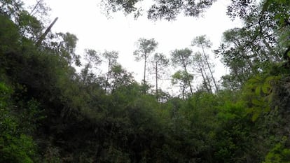 Un bosque en Oaxaca, M&eacute;xico.