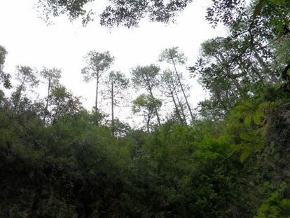 Un bosque en Oaxaca, M&eacute;xico.