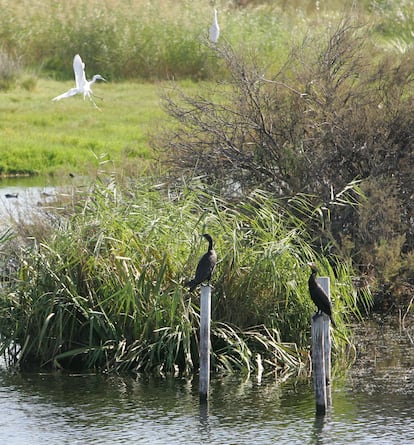 El proyecto de Cepsa en la Laguna Primera de Palos se enmarca dentro de sus apuestas para cumplir los Objetivos de Desarrollo Sostenible (ODS).