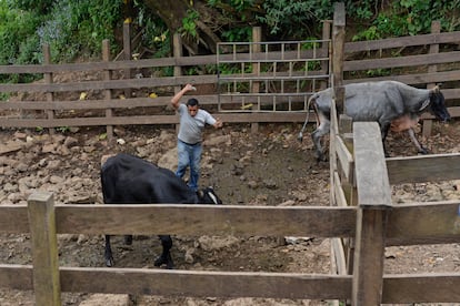 ganaderia nicaragua