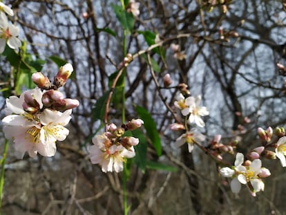 Almendros en flor, este sábado en el parque lineal del Manzanares (Madrid).