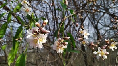 Almendros en flor, este sábado en el parque lineal del Manzanares (Madrid).