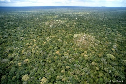 La Selva Maya, que se extiende al sur de la península de Yucatán, norte de Guatemala y parte de Belice, es la segunda más extensa en el continente americano después de la Amazónica. 