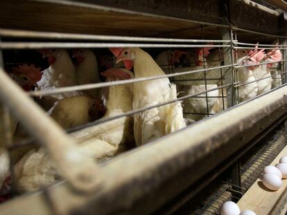 Las granjas de aves son el principal foco de la gripe aviar.