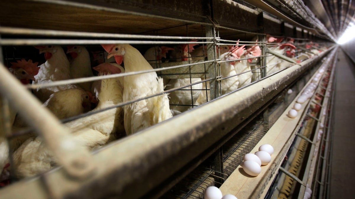 What we know about the bird flu strain that has caused a fatality in Mexico