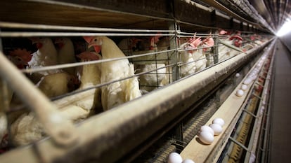 Las granjas de aves son el principal foco de la gripe aviar.
