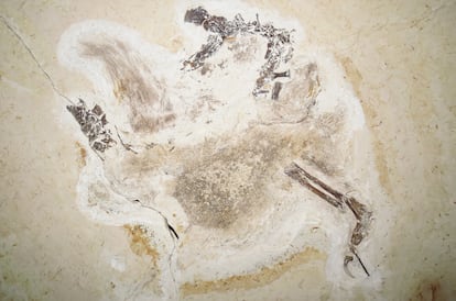Fósil del Ubirajara jubatus