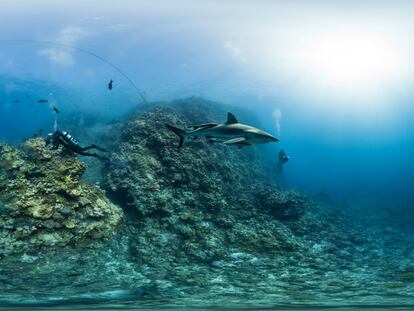 Viaje alucinante al fondo del mar