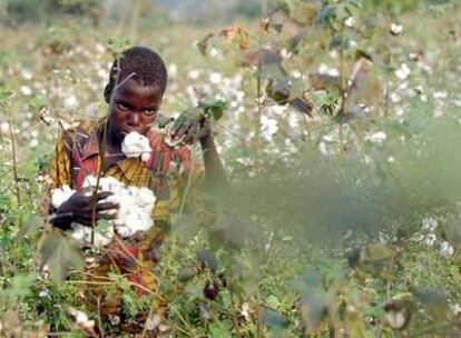Un niño recoge algodón la semana pasada en una plantación al norte de Bouake, en Costa de Marfil.