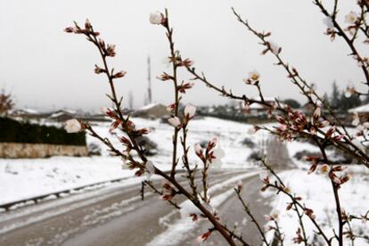 Detalle de un almendro en flor durante la nevada que ha caido esta madrugada en la localidad de Pedrezuela (Madrid) debido al temporalque afecta al país.