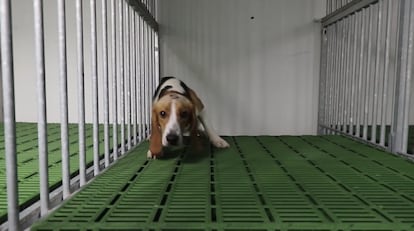 Un perro que sale en el vídeo publicado por Cruelty Free International. 