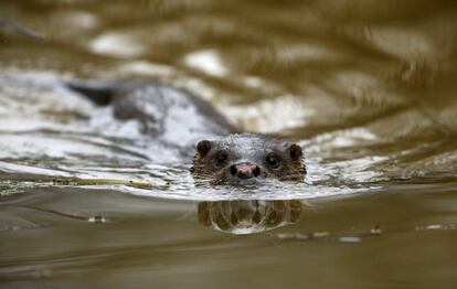 An otter swims in a river in the 30 km (19 miles) exclusion zone around the Chernobyl nuclear reactor in the abandoned village of Pogonnoe, Belarus, March 13, 2016. What happens to the environment when humans disappear? Thirty years after the Chernobyl nuclear disaster, booming populations of wolf, elk and other wildlife in the vast contaminated zone in Belarus and Ukraine provide a clue. On April 26, 1986, a botched test at the nuclear plant in Ukraine, then a Soviet republic, sent clouds of smouldering radioactive material across large swathes of Europe. Over 100,000 people had to abandon the area permanently, leaving native animals the sole occupants of a cross-border "exclusion zone" roughly the size of Luxembourg.  REUTERS/Vasily Fedosenko SEARCH "WILD CHERNOBYL" FOR THIS STORY. SEARCH "THE WIDER IMAGE" FOR ALL STORIES