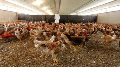 Imagen de archivo de una granja de pollos en Janze (Francia).