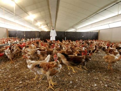 Imagen de archivo de una granja de pollos en Janze (Francia).