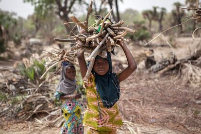 Dos jóvenes transportan pilas de leña en la periferia de la ciudad de Damasco, en el noroeste de Nigeria.