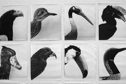 &#39;Oiseaux-Vögel&#39; (1997-2004), de Jochen Lempert.