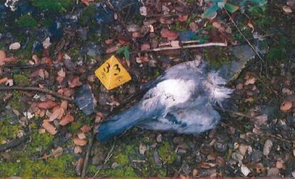 Una de las palomas usadas como cebo para el envenenamiento.
