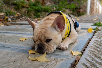 It's not true that French bulldogs barely need outdoor exercise; they have trouble breathing and going outside in temperatures above 30 degrees Celsius (86 degrees Fahrenheit) can exhaust them. 
