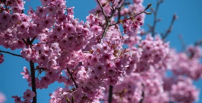 <a href="https://elpais.com/elpais/2018/03/26/album/1522050010_871703.html#"><b>FOTOGALERÍA</B></A>. El cerezo en flor en el parque Chidorigafuchi de Tokio (Japón), el pasado 25 de marzo de .