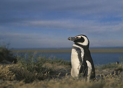 En esta época del año se reúnen más de medio millón de pingüinos en las cercanías de Península Valdés, situado en la provincia argentina de Chubut.