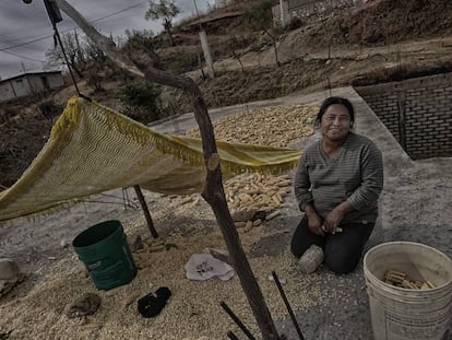 Lucina Urbano trabaja el ma&iacute;z seco en el tejado de su casa, en Santos Reyes Yucun&aacute;.