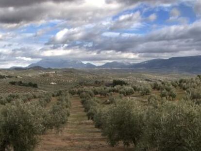 Hileras de olivos en la provincia de Ja&eacute;n.