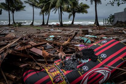 Cuatro gallinas caminan entre los escombros tras el paso del tsunami en Carita, en la provincia de Banten (Indonesia).