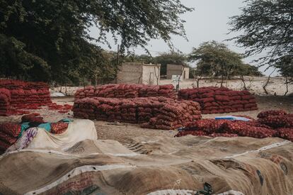 La agricultura constituye, junto a la pesca, la columna vertebral de la economía senegalesa, sin embargo, el cambio climático es un peligro real que amenaza con destruir esta actividad esencial. Uno de los grandes problemas en Senegal es el aumento de las temperaturas. “El calor antes se sufragaba con las lluvias. Hace mucho tiempo, había un patrón de lluvia con el que podíamos regar nuestros campos. Pero, en la actualidad, ese patrón no existe y estas son impredecibles y escasas”, explica la joven agricultora mientras señala uno de sus terrenos repleto de cebollas. “El cambio climático está cambiando su proceso de maduración. El calor extremo provoca que, en el estadio inicial de crecimiento, la cebolla acabe secándose”, concluye contrariada Aidora. Senegal es uno de los máximos productores de cebollas de África Occidental, pero el exceso de producción, la entrada de cebollas importadas más baratas de países como Marruecos u Holanda, y la falta de infraestructuras para el almacenamiento han dejado a los agricultores locales en una situación extrema, con precios insostenibles y pérdidas constantes. Montones de sacos de cebollas esperan ser cargados en una zona cercana a los campos de Aidora, en agosto de 2024. 