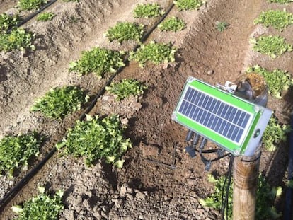 Sensor de Bynse en una plantación.