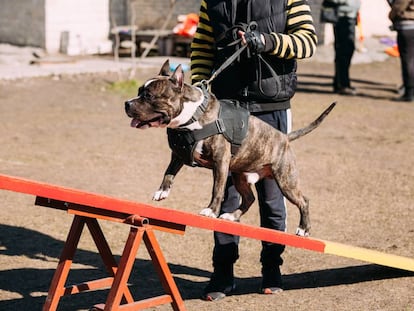 Staffordshire Terrier americano en el entrenamiento al aire libre.