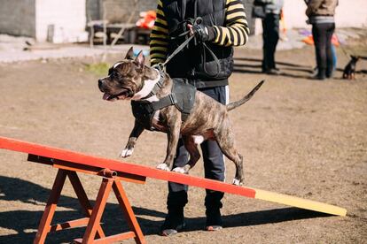 Staffordshire terrier americano, en un entrenamiento al aire libre.