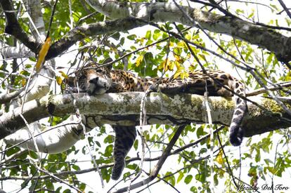 En la Mamirauá, situada en una zona de Amazonía que queda inundada en la estación de crecida de los ríos, los jaguares han aprendido a sobrevivir en las copas de los árboles, donde cazan perezosos y cocodrilos azules.