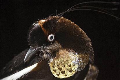 Las montañas Foja de Papúa, en Indonesia, han sido descritas como una especie de "Jardín del Edén". Uno de los tesoros que albergan es este pájaro del paraíso.