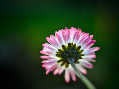 Detalle de una flor fotografiada en un campo de flores en Sieversdorf (Alemania), 2 de abril de 2014.