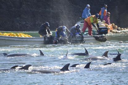 Siete pescadores en bote seleccionan los mejores ejemplares. Según, los activistas de 'Sea Shepherd', desde el viernes pasado, estos pescadores han pescado al menos 250 delfines, que ellos califican, como una de las mayores "matanzas" realizadas en los últimos cuatro años.