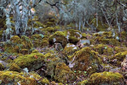 Cabañeros cuenta con uno de los bosques mediterráneos mejor conservados de España. El otoño es la mejor época del año para visitarlo.