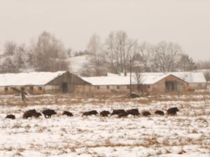 Un grupo de jabalíes en la zona de exclusión afectada por la radiación en Chernóbil, en la actualidad.