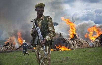 Kenia declaró la guerra a los cazadores furtivos con la quema de 105 toneladas de marfil y 1,35 de cuerno de rinoceronte procedentes de la caza ilegal, que ha puesto en riesgo la supervivencia de los elefantes en África. En la imagen, un ranger del Servicio de Protección de la Naturaleza (KWS) vigila la quema de marfil.