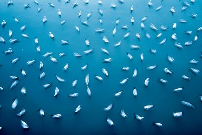 Esta imagem foi feita na Índia. No inverno, as gaivotas se reúnem em vários lugares onde os locais fazem rituais diários para se alimentar com comida descartada.