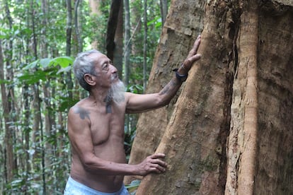 La cultura de los iban respeta al bosque como se respeta a un padre o una madre. "Nunca le haríamos daño", dice Bandi. En la imagen, acaricia un árbol en la selva tropical de Kalimantán occidental, Indonesia.
