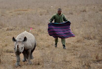 Un miembro de los servicios veterinarios de una reserva de Kenia trata de alcanzar a un rinoceronte en el Parque Nacional de Nairobi (Kenia) durante un trabajo de identificación de animales.